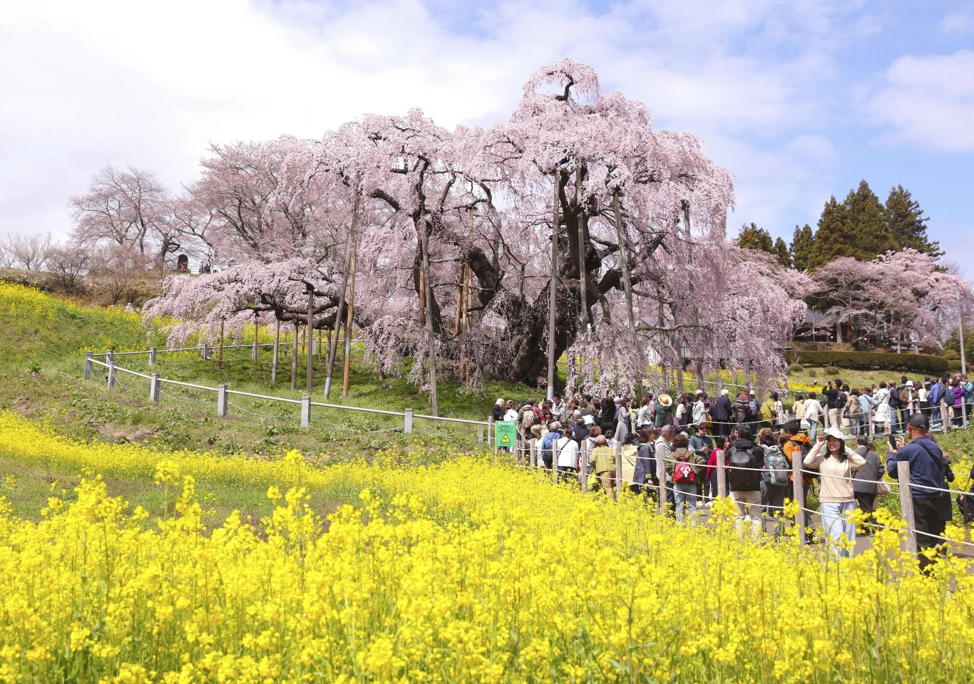 Tłum ludzi zgromadzony w parku, zachwycający się widokiem drzewa wiśniowego w pełnym rozkwicie. Różowe kwiaty drzewa kontrastują z żółtym polem kwiatów w tle i błękitnym niebem.