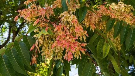 Widziałeś to drzewo na żywo?