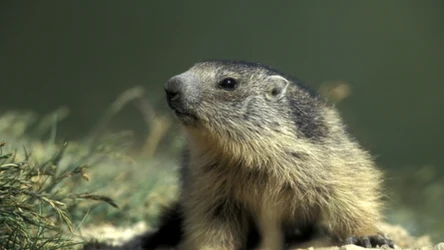 Świstaki obudziły się z zimowego snu. Wesołą wiadomością dzielą się tatrzańscy leśnicy