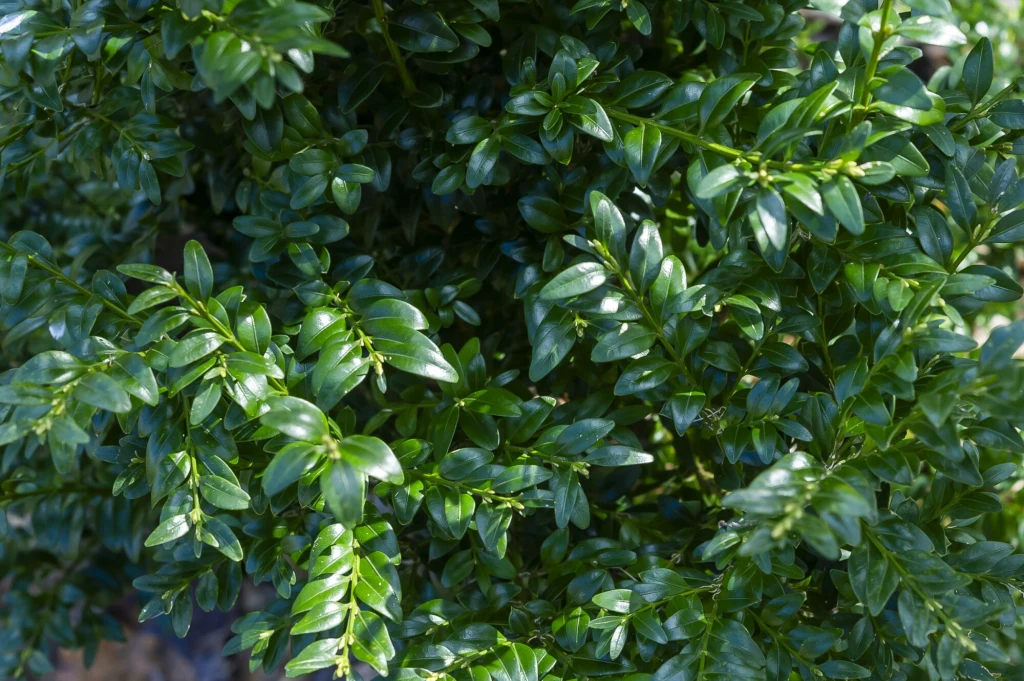 Krzew bukszpanu Krzew bukszpanu