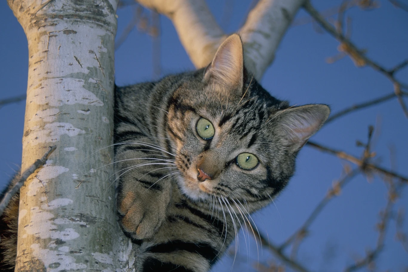 Nieproszony lokator na posesji? Co zrobić z kotem sąsiada? Kot z zielonymi oczami wspina się na brzozę o białej korze. Jest uroczy i ciekawski, z wyraźnym pręgowanym umaszczeniem. Niebo w tle jest czyste i niebieskie, co podkreśla kontrast między drzewem a sierścią kota.