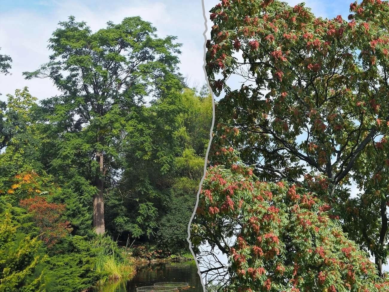 Bożodrzew gruczołowaty we Wrocławiu (fot. Agnieszka Kwiecień, Nova) i w Poznaniu 