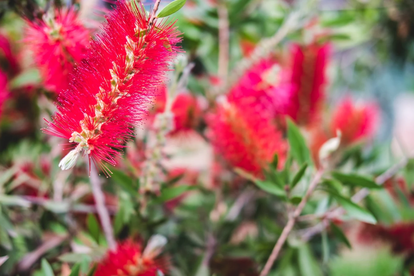 Kwiaty kuflika cytrynowego przypominają szczotki