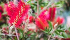 Posadź ją zamiast pelargonii. Kwitnie tygodniami i przyciąga piękne motyle