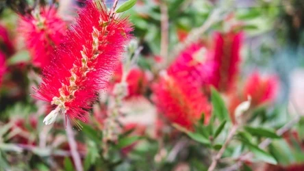 Kwiaty kuflika cytrynowego przypominają szczotki