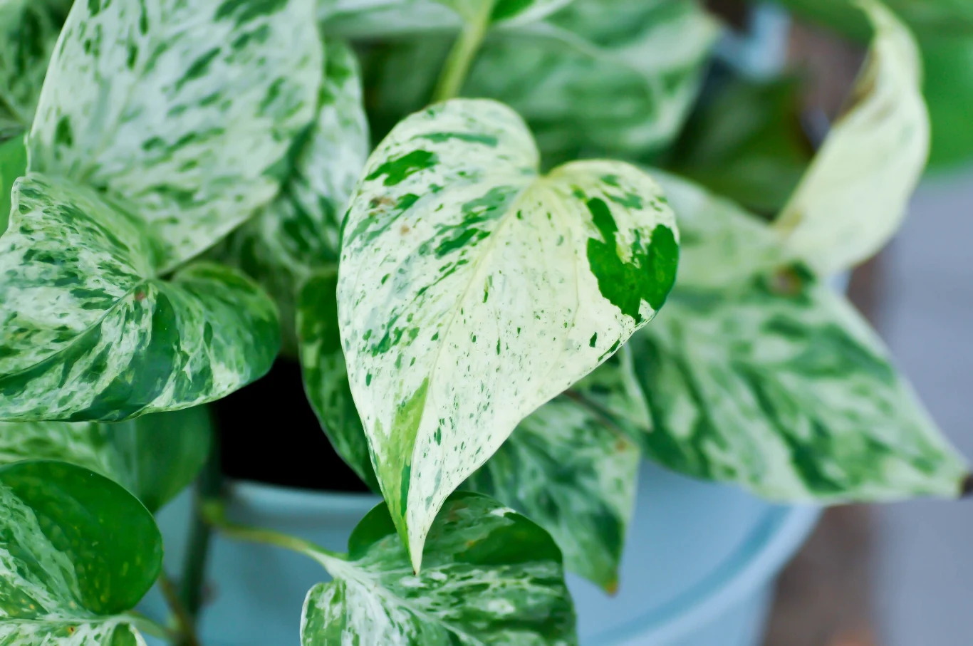 Epipremnum złociste preferuje słoneczne stanowisko, ale z rozproszonym światłem. 