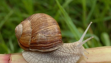 Winniczków jest coraz mniej, w 2025 ponownie został wstrzymany ich zbiór na Warmii i Mazurach