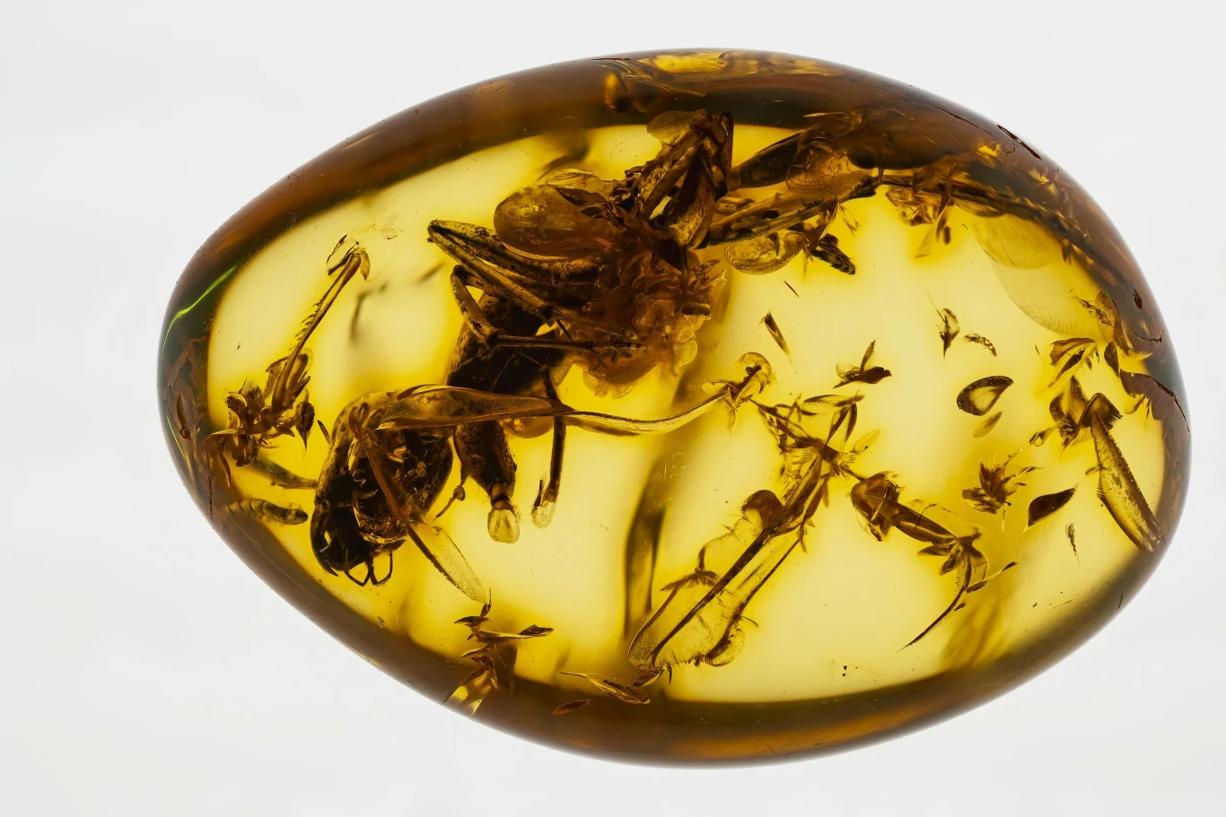Bryłka bursztynu z zatopionymi w środku owadami, widoczna struktura wewnętrzna z dobrze zachowanymi detalami członków owadów.