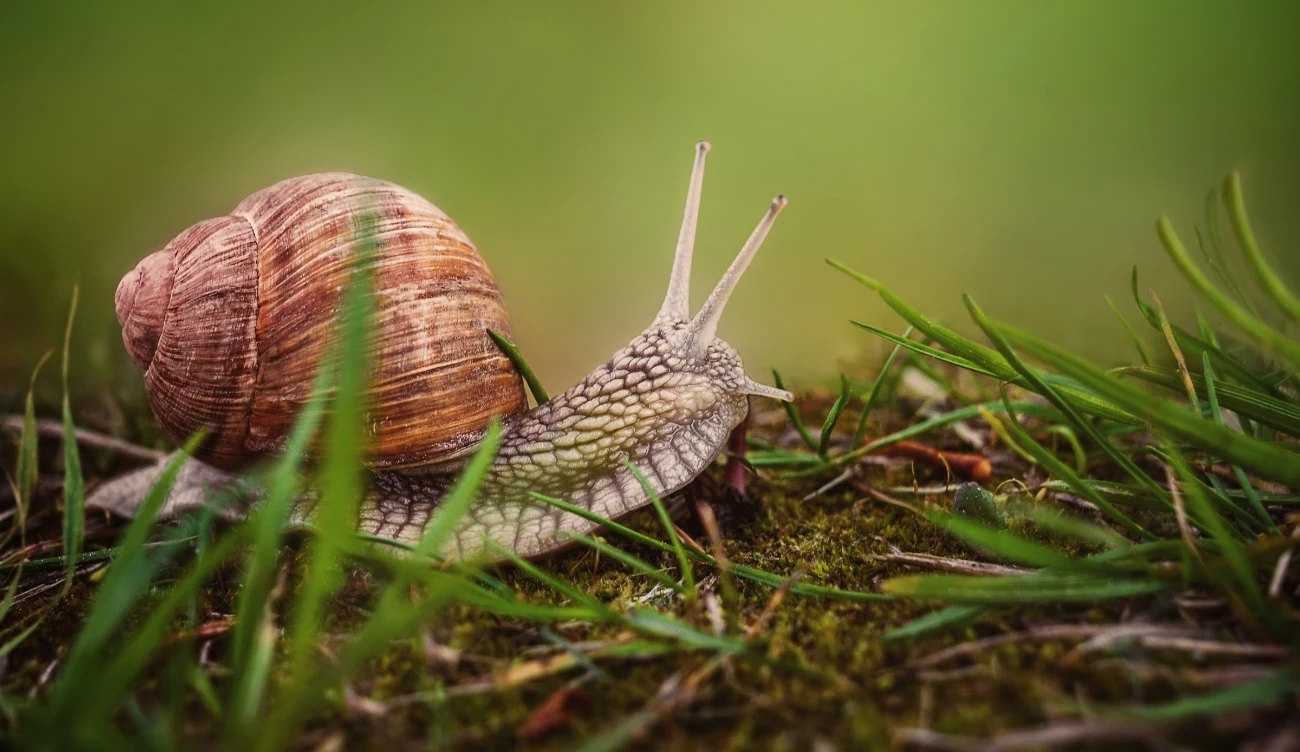 Wysokie temperatury i dotkliwe susze sprawiają, że winniczki nie są w stanie właściwie funkcjonować /CanvaPro