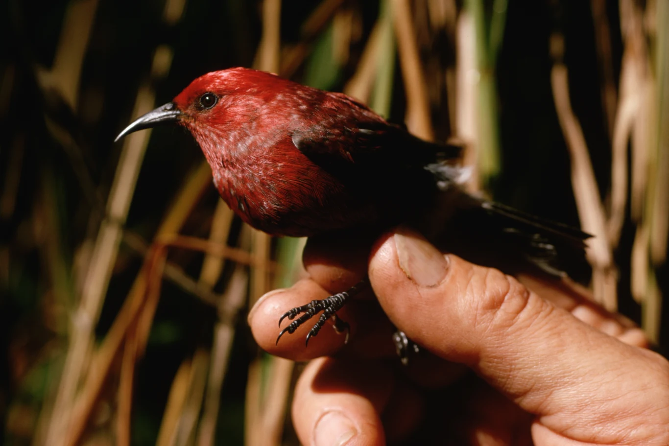 Niektóre gatunki hawajek już wymarły Mały czerwony ptak trzymany delikatnie w dłoni, w tle naturalne środowisko z roślinnością. Ptak ma wyraźnie zakrzywiony dziób i intensywnie czerwoną barwę piór.