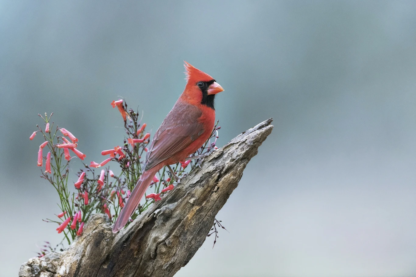 Hawajskie ptaki też zarażają się malarią Jaskrawo czerwony kardynał siedzi na gałęzi obok kwitnącego krzewu z różowymi kwiatami na tle rozmytego, szarego nieba. Pióra ptaka kontrastują z ciemnym drewnem i delikatnymi kwiatami, tworząc harmonijną kompozycję przyrodniczą.
