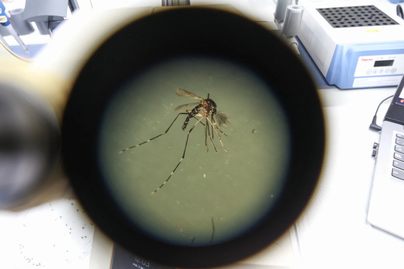 Aedes aegypti, komar egipski przenoszący malarię Komar widziany przez soczewkę mikroskopu, widać jego szczegółowe odwłok i odnóża. Tło stanowi sprzęt laboratoryjny.