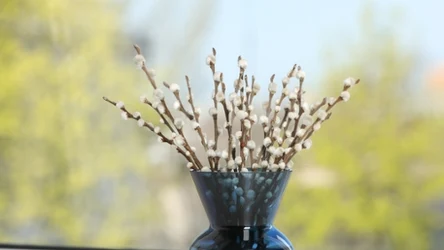 Prosty produkt z apteki przedłuży żywotność bazi. Będą świetnie wyglądały przez wiele tygodni.