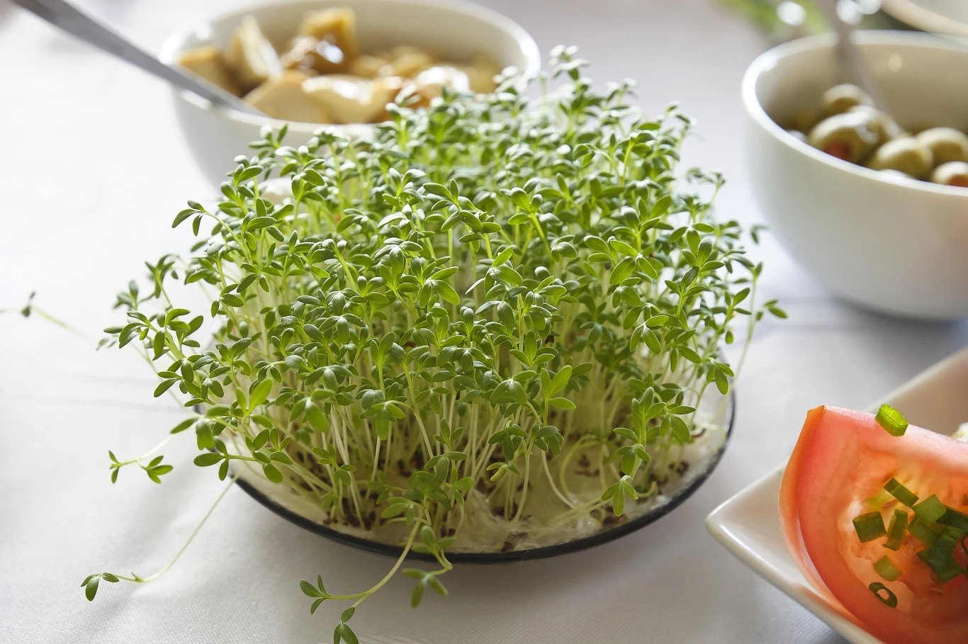 Rzeżucha to popularna ozdoba wielkanocnego stołu, która niesie ze sobą wiele cennych właściwości. Dlaczego warto włączyć ją do codziennej diety? Rzeżucha to popularna ozdoba wielkanocnego stołu, która niesie ze sobą wiele cennych właściwości. Dlaczego warto włączyć ją do codziennej diety?