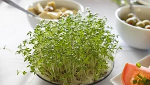 Chcesz, by rzeżucha wyrosła na święta? Posadź ją w tym terminie 