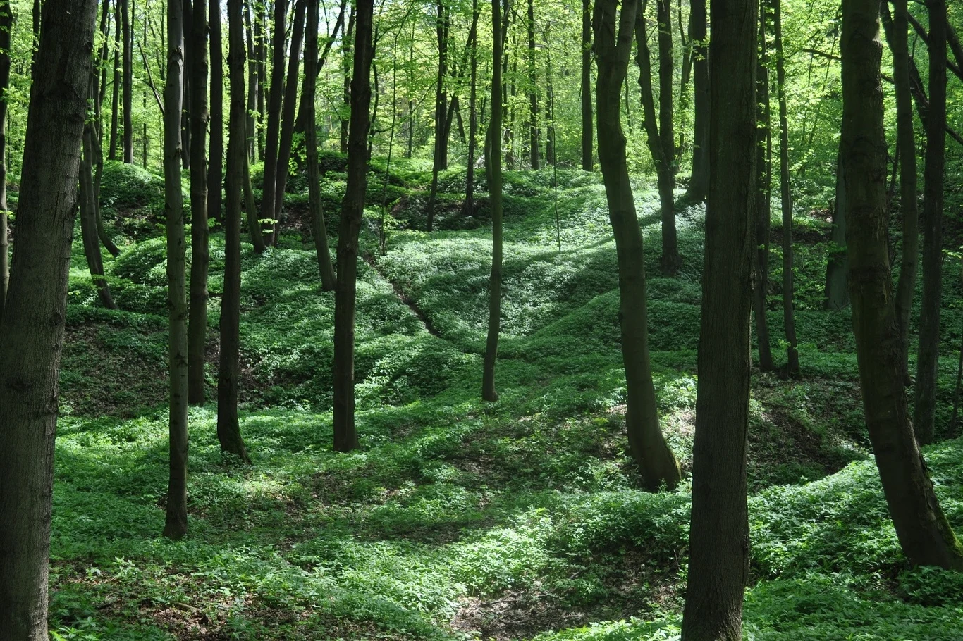 Czyste Zielone Miasta fot. UM Tarnowskie Góry Zalesiony teren z wysokimi drzewami, przez które przenika światło słoneczne, tworząc malowniczy widok. Podłoże pokryte jest zielonym mchem i niską roślinnością, co nadaje miejscu spokojny charakter.