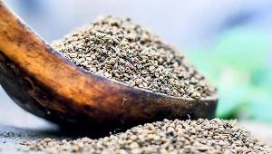 Adżwan to przyprawa, po którą często sięga się w kuchni indyjskiej. Jak działa?