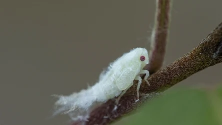 Ogrodnicy muszą uważać. Nowy gatunek inwazyjny atakuje polskie rośliny