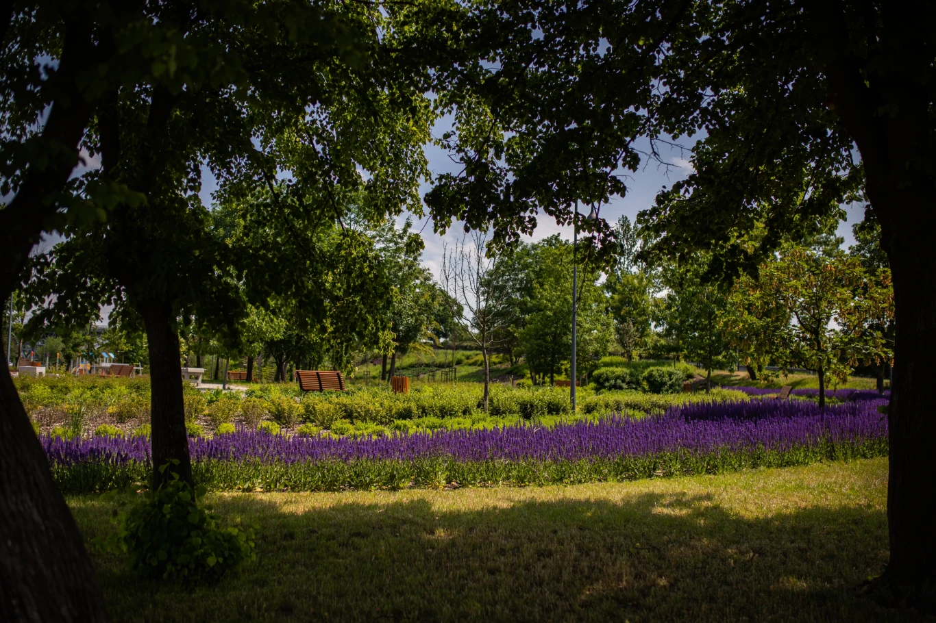 Czyste Zielone Miasta fot. UM Płock