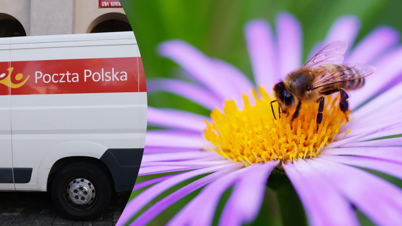 Poczta Polska wprowadziła usługę wysyłki... pszczół Samochód dostawczy Poczty Polskiej oraz pszczoła zbierająca nektar z fioletowego kwiatu.
