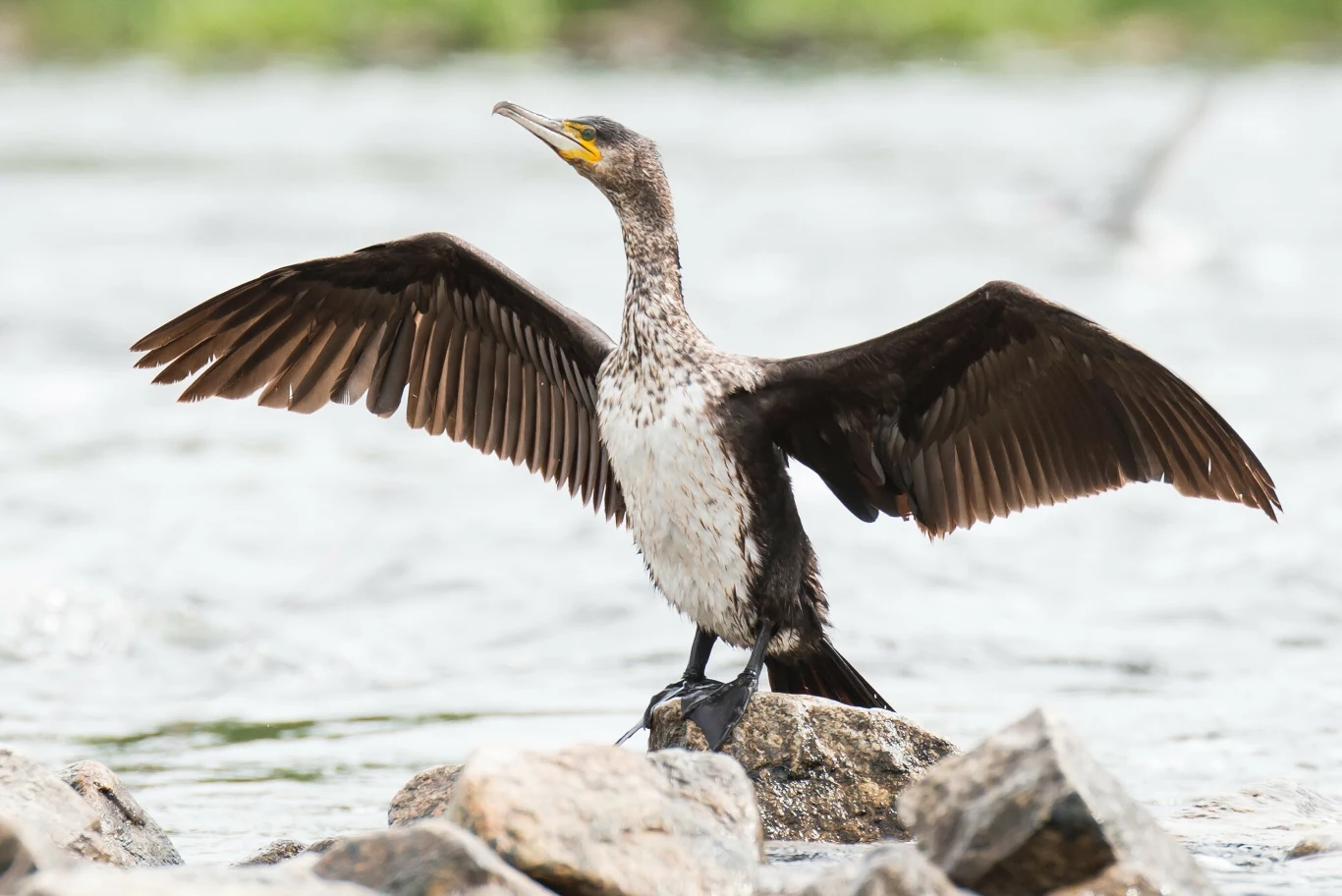 W przeciwieństwie do innych ptaków związanych ze środowiskiem wodnym gruczoł kuprowy kormoranów (łac. Phalacrocorax carbo) nie produkuje substancji nadającej piórom odporności na wodę, przez co po nurkowaniu muszą suszyć pióra w słońcu W przeciwieństwie do innych ptaków związanych ze środowiskiem wodnym gruczoł kuprowy kormoranów (łac. Phalacrocorax carbo) nie produkuje substancji nadającej piórom odporności na wodę, przez co po nurkowaniu muszą suszyć pióra w słońcu