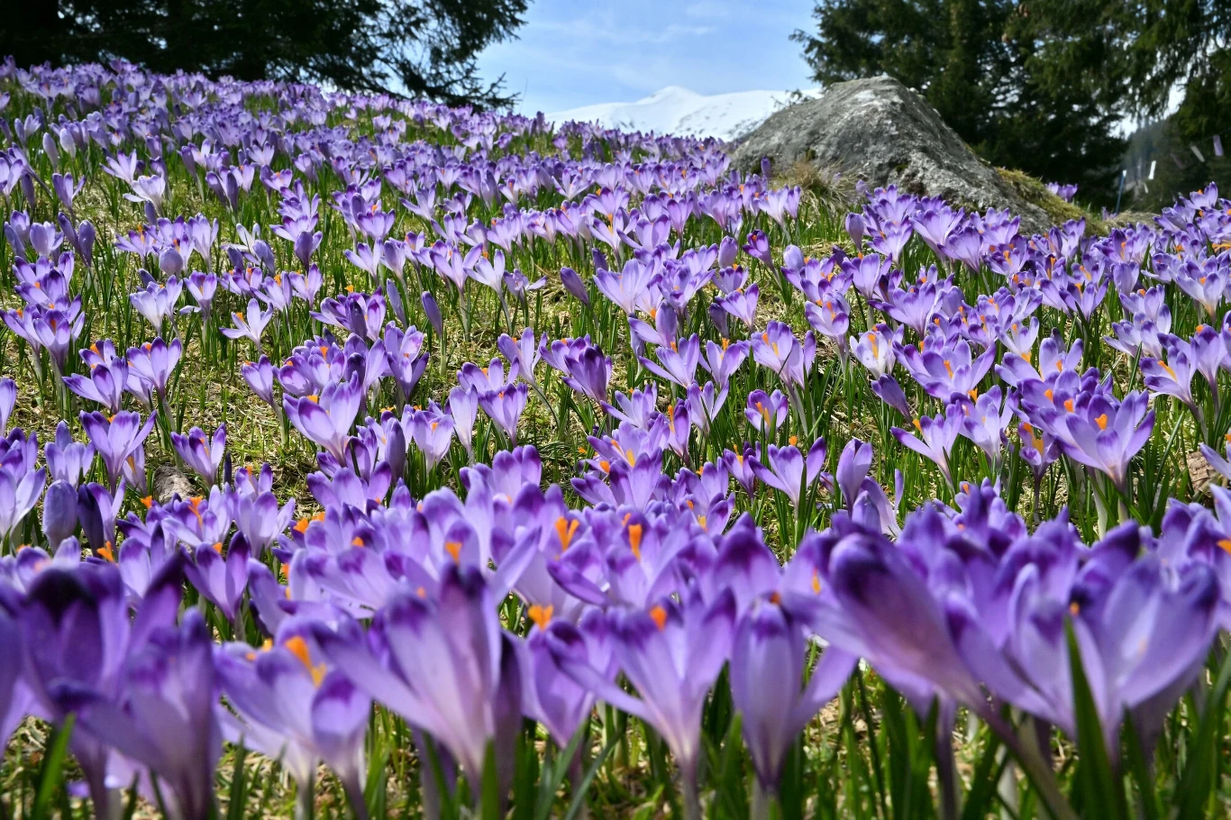 Pole pełne krokusów o fioletowych kwiatach rozciągające się aż po horyzont w jasny, słoneczny dzień. W tle widać skałę i kilka zielonych drzew, które kontrastują z niebieskim niebem.