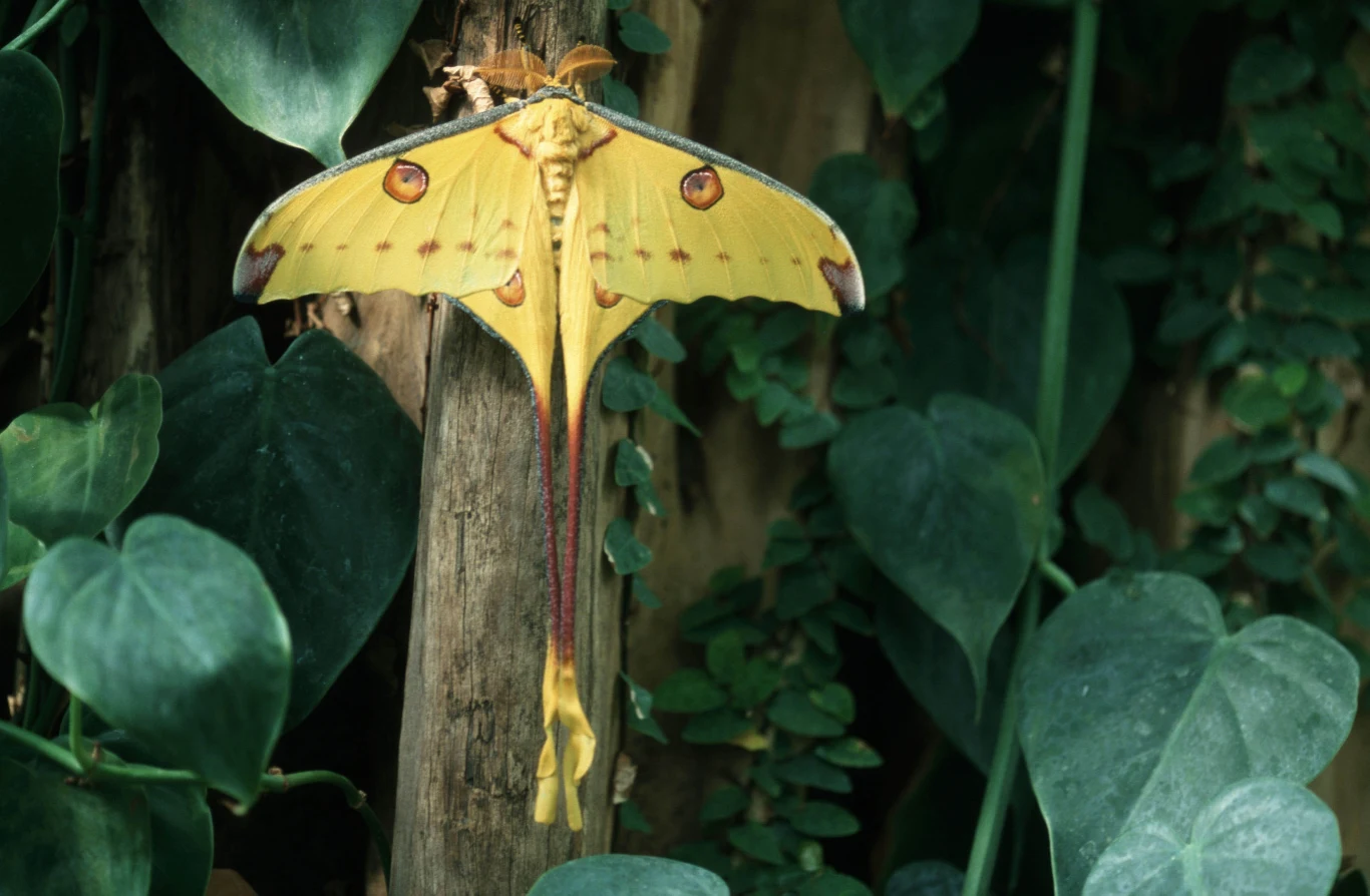 Motyl Argema mittrei przypomina liść Jasnożółty motyl z długimi, wąskimi skrzydłami o unikalnych wzorach spoczywa na drzewie otoczonym zielonymi liśćmi.