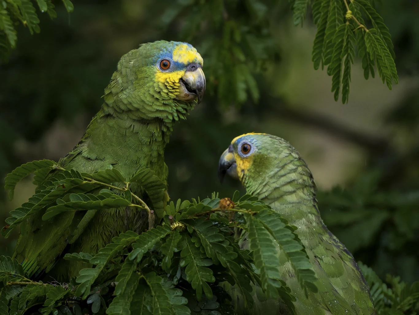 Dwie papugi siedzące wśród zielonych liści, z wyraźnymi żółtymi i niebieskimi plamami na ich piórach i głowach, co czyni je głównym motywem zdjęcia.