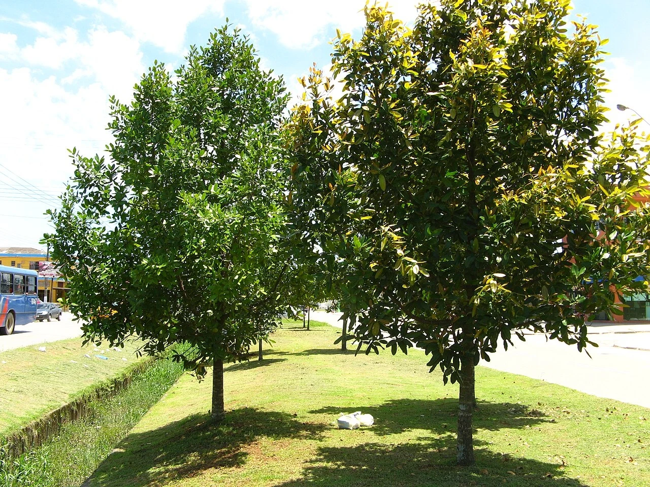 Dwa drzewa rosnące obok siebie w jasny, słoneczny dzień. Trawa i kanał melioracyjny biegną równolegle do drogi. W tle widać przejeżdżający autobus i częściowo widoczne budynki.