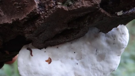 Gorzkobiałek trzoneczkowy najczęściej porasta w lesie pnie martwych drzew iglastych