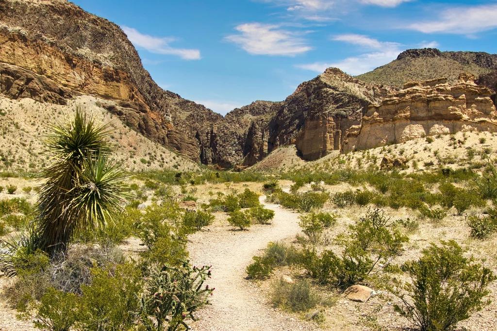 Park Narodowy Big Bend w Teksasie Piaszczysta ścieżka wijąca się przez pustynny kanion otoczony skałami, roślinność pustynna z wyraźnie widoczną juką na pierwszym planie.
