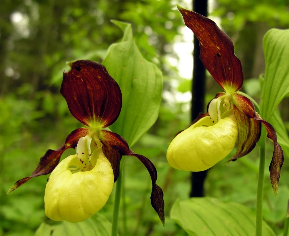 Orchidee z żółtymi płatkami na tle zielonych liści, widoczne w naturalnym środowisku leśnym.