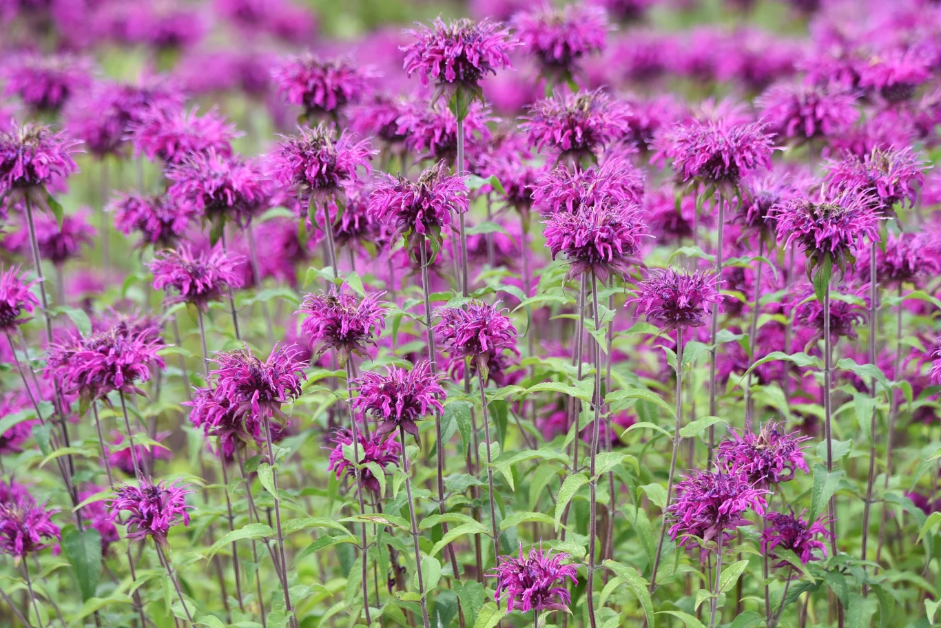 Fioletowe kwiaty pysznogłówki ogrodowej/bergamotki Wiele różowych kwiatów na polu, każdy z delikatnymi płatkami; tło wypełnione rozmytą zielenią i fioletowymi odcieniami, tworzące spokojny, naturalny krajobraz.