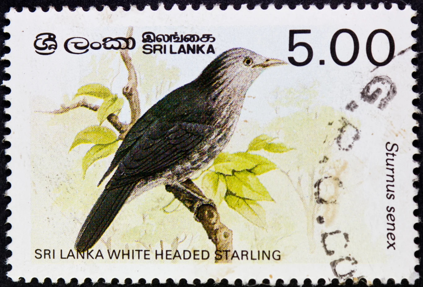 Szpak białolicy na znaczku pocztowym Znaczek pocztowy z rysunkiem białogłowego szpaka siedzącego na gałęzi, wraz z nadrukiem "Sri Lanka White Headed Starling" oraz nominałem 5.00.