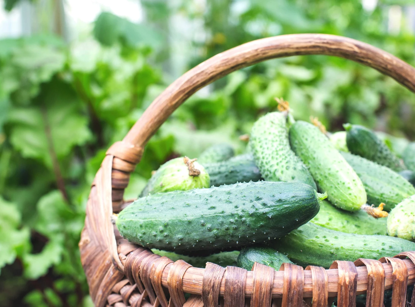 Domowa odżywka do ogórków. Dzięki niej można osiągnąć niesamowite plony. Domowa odżywka do ogórków. Dzięki niej można osiągnąć niesamowite plony.