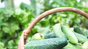 Doświadczeni ogrodnicy podlewają tym ogórki. Plony zbierają taczkami