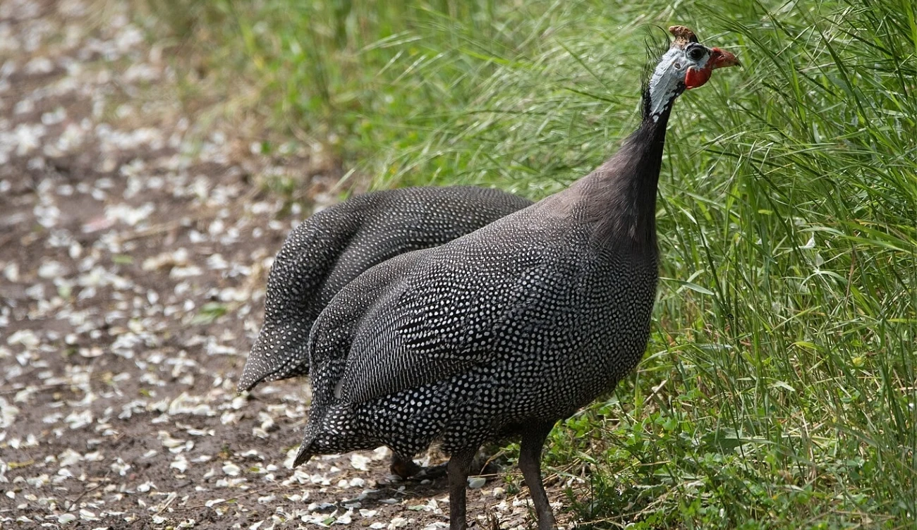 Perliczki mogą odgrywać ważną rolę w ograniczaniu liczby kleszczy Perliczki mogą odgrywać ważną rolę w ograniczaniu liczby kleszczy