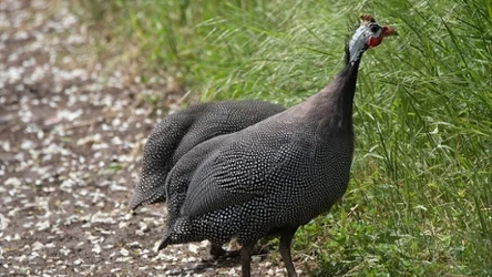  Perliczki mogą odgrywać ważną rolę w ograniczaniu liczby kleszczy