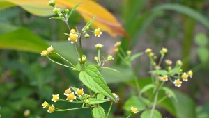 Roślina na obniżenie ciśnienia krwi. Często uważana jest za chwast 