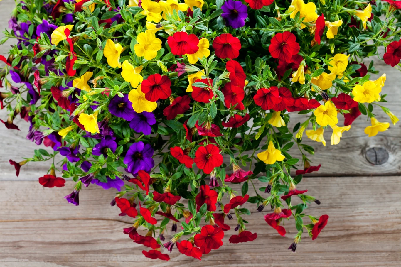Calibrachoa jest dostępna w wielu odmianach, które różnią się barwą kwiatów Kolorowe kwiaty surfinie w doniczce umieszczone na drewnianym stole. Dominują odcienie czerwieni, żółci i fioletu, tworząc żywy kontrast i pełną życia kompozycję.