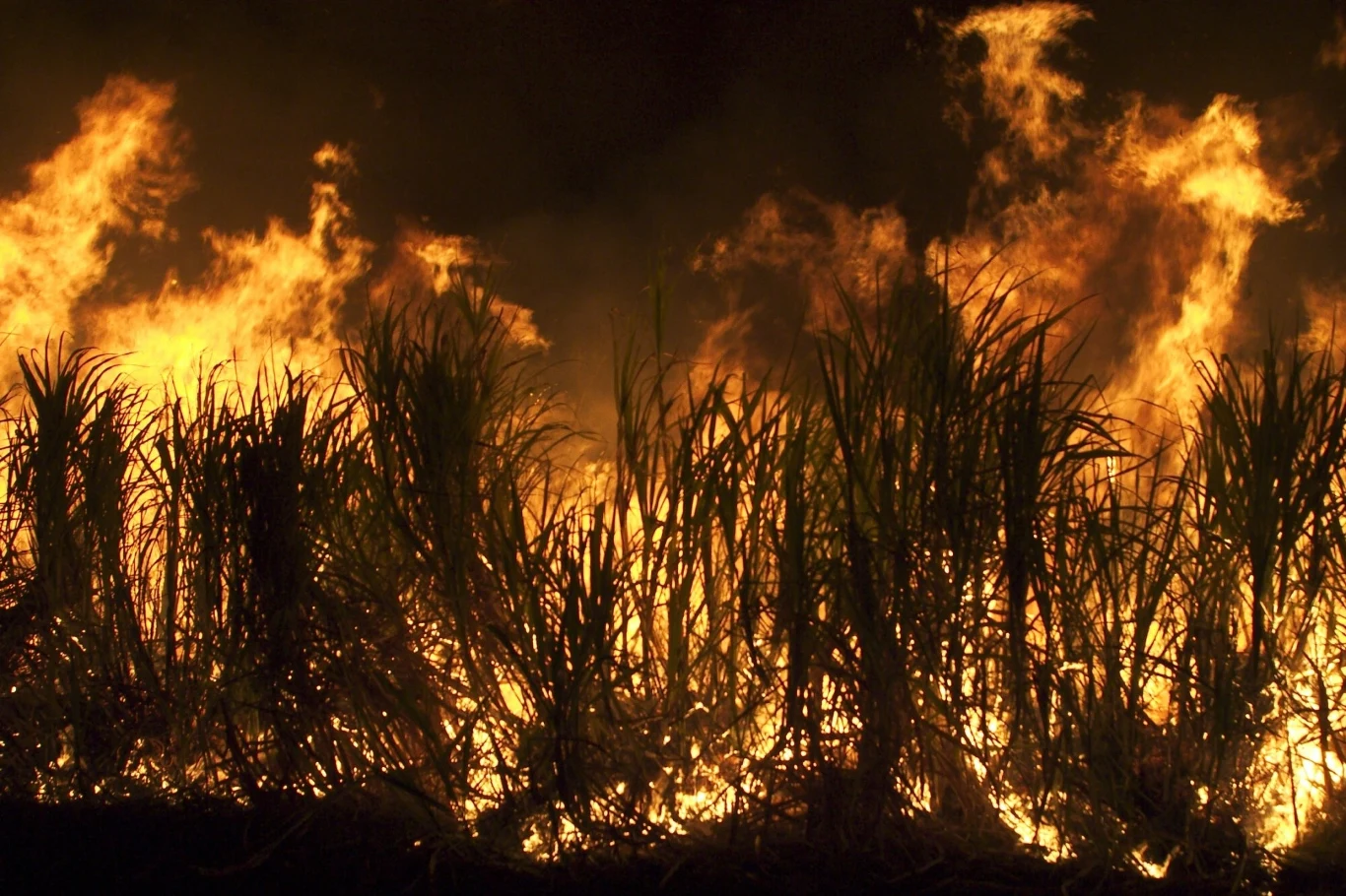 To nie był wybór, tylko konieczność. Tak mogło narodzić się rolnictwo article cover