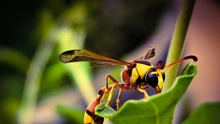 Szerszenie nie lubią zapachu lawendy, majeranku i tymianku.