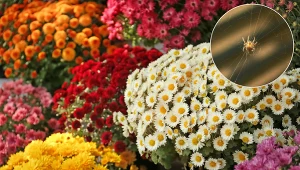 Ta popularna roślina odstrasza pająki. Posadź na parapecie, a nie wejdą do domu