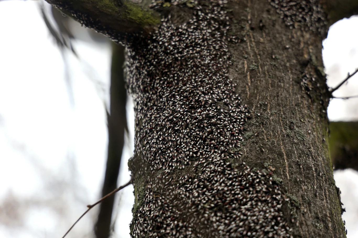 Jak pozbyć się pluskwiaka śródziemnomorskiego? Jak pozbyć się pluskwiaka śródziemnomorskiego?
