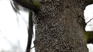 Atakują drzewa w ogrodzie i brzydko pachną. Tak pozbędziesz się intruzów