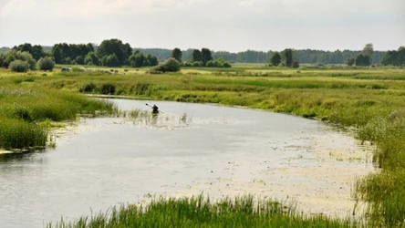 Pożar w Biebrzańskim Parku Narodowym był trzecim w tym roku. Jakie zwierzęta ucierpiały?