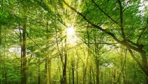 Jak natura i kwiaty mogą polepszyć twoje zdrowie psychiczne