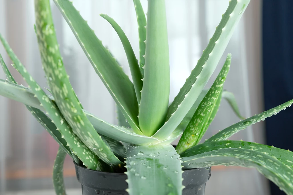 Aloes
