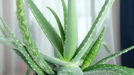 Jak dbać o aloes?