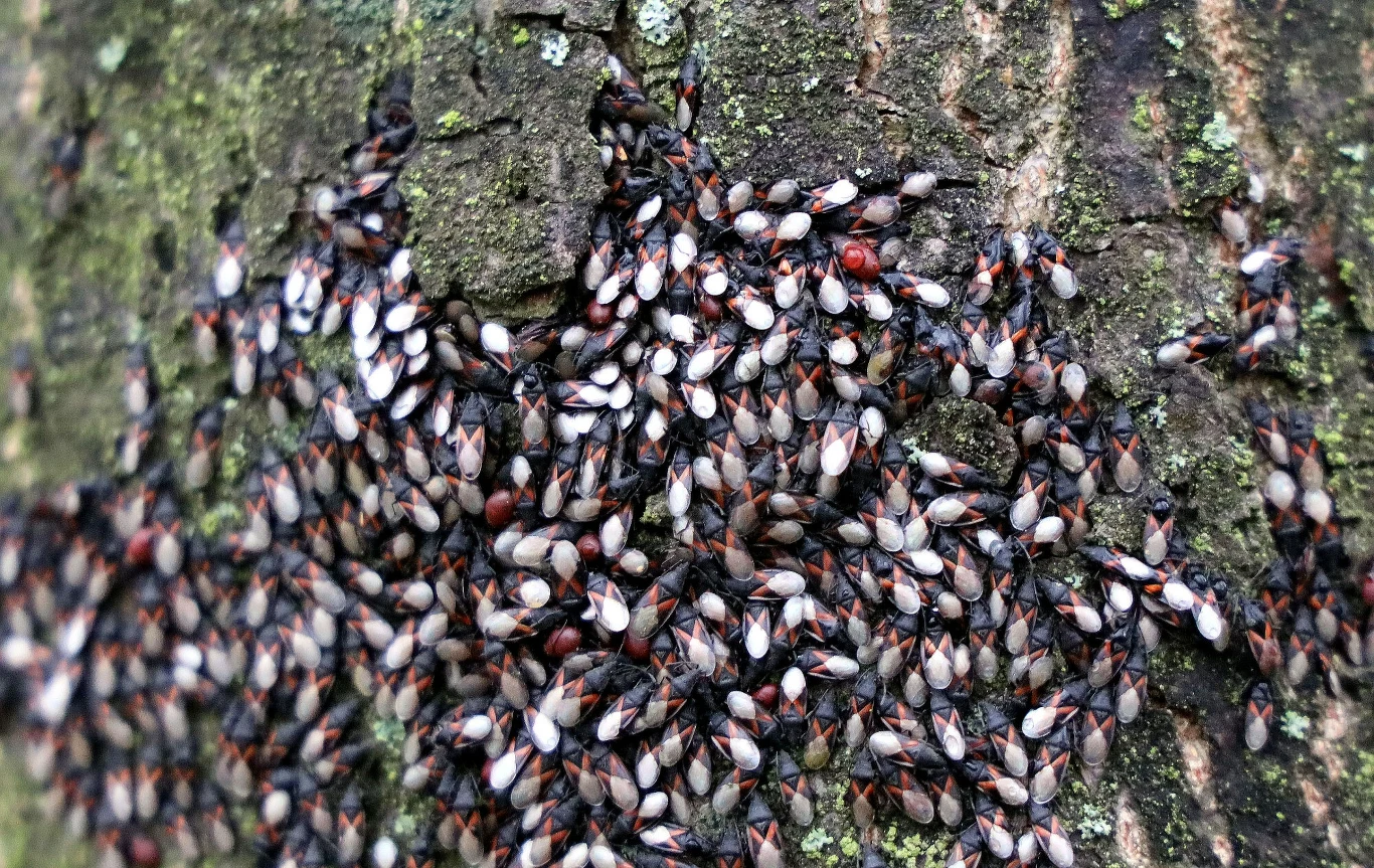 Skupieniec lipowy najczęściej atakuje drzewa Skupieniec lipowy najczęściej atakuje drzewa